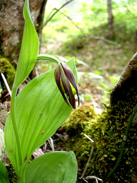 Cypripedium calceolus / Scarpetta di Venere